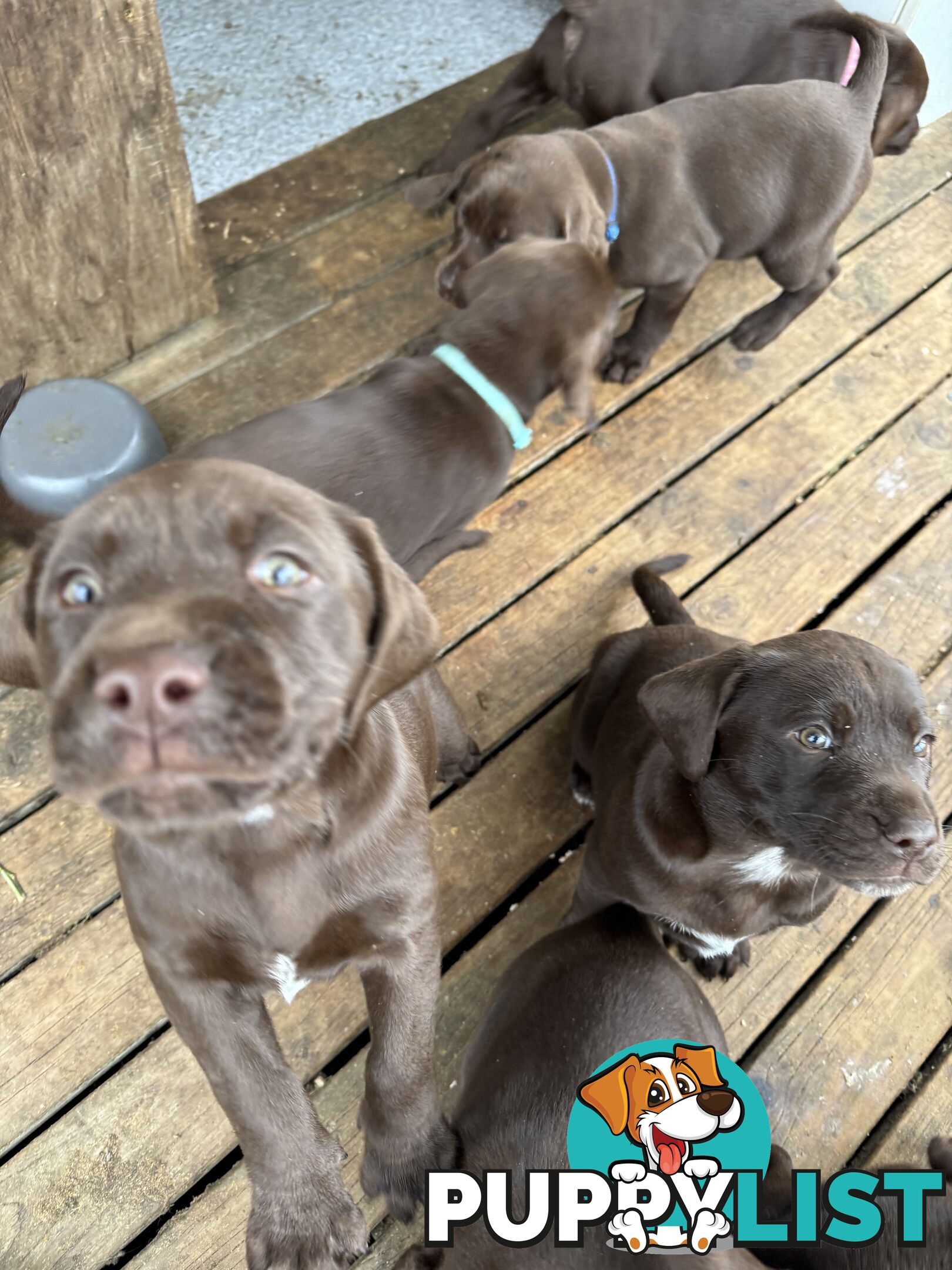 Puppies Beautiful Chocolate GSPxLab