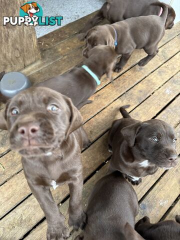 Puppies Beautiful Chocolate GSPxLab