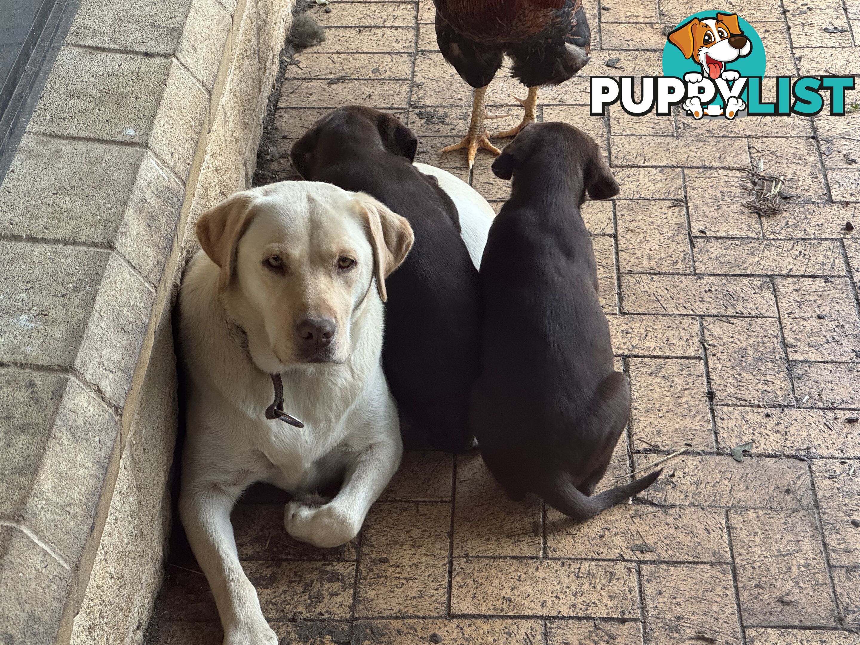 Puppies Beautiful Chocolate GSPxLab