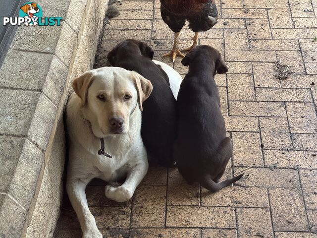 Puppies Beautiful Chocolate GSPxLab