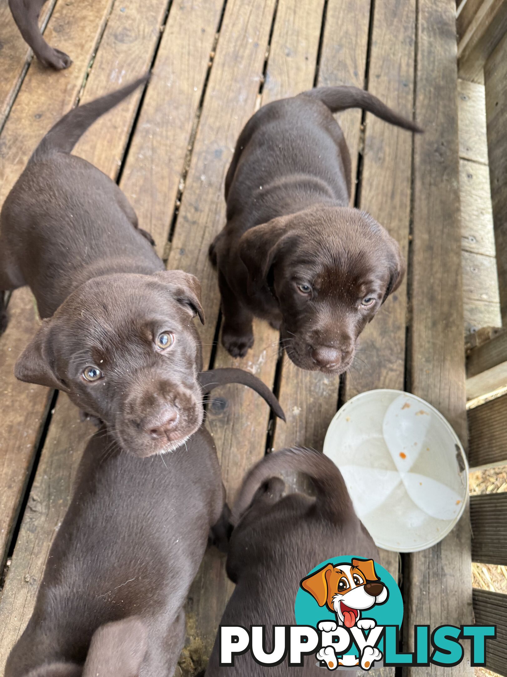 Puppies Beautiful Chocolate GSPxLab