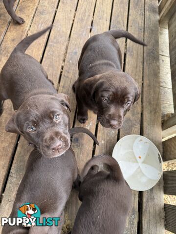 Puppies Beautiful Chocolate GSPxLab