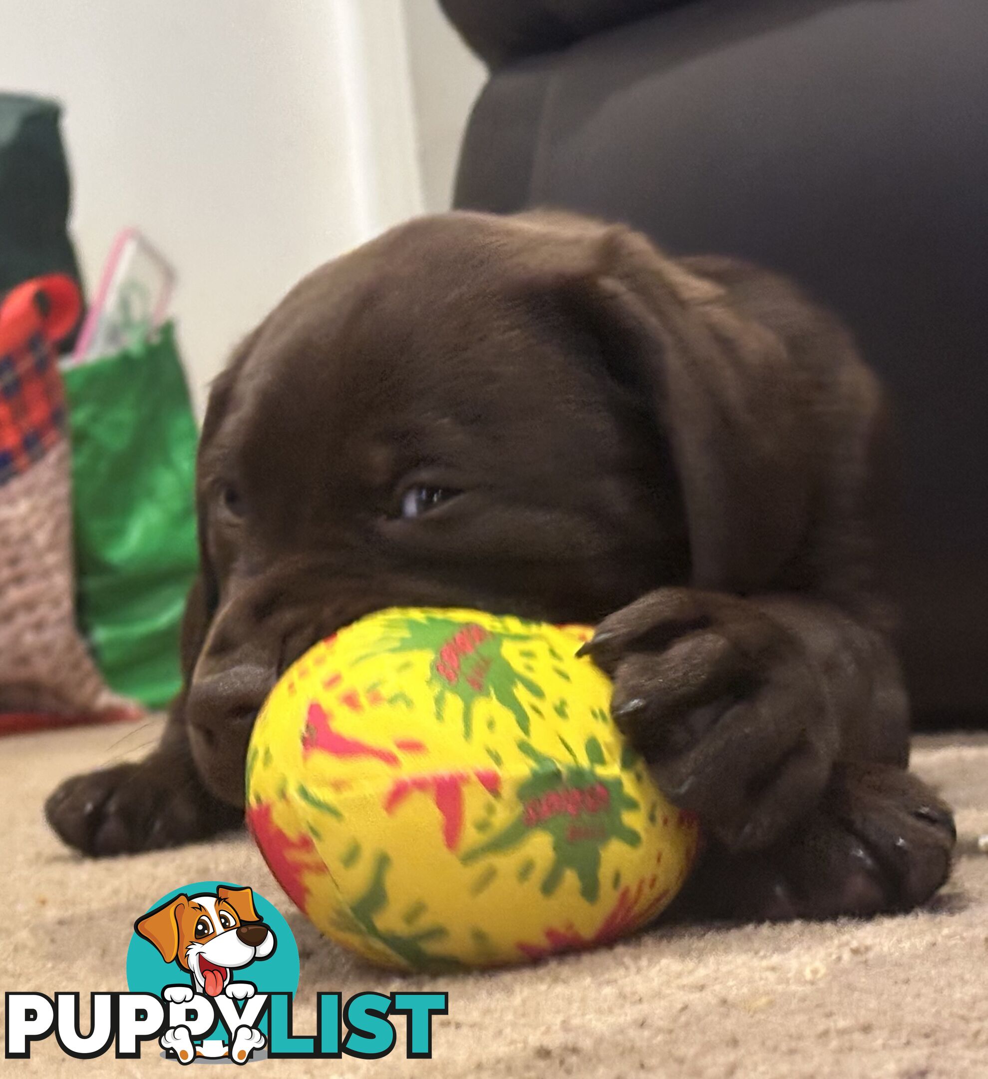 Puppies Beautiful Chocolate GSPxLab