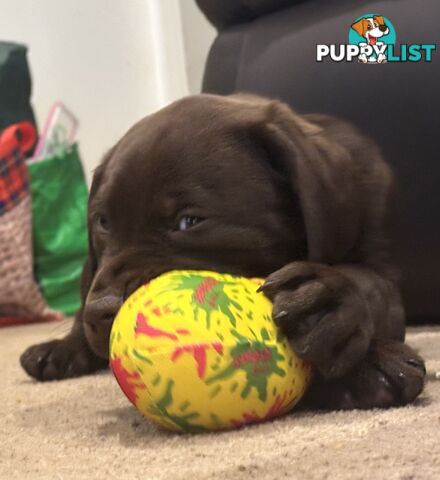 Puppies Beautiful Chocolate GSPxLab