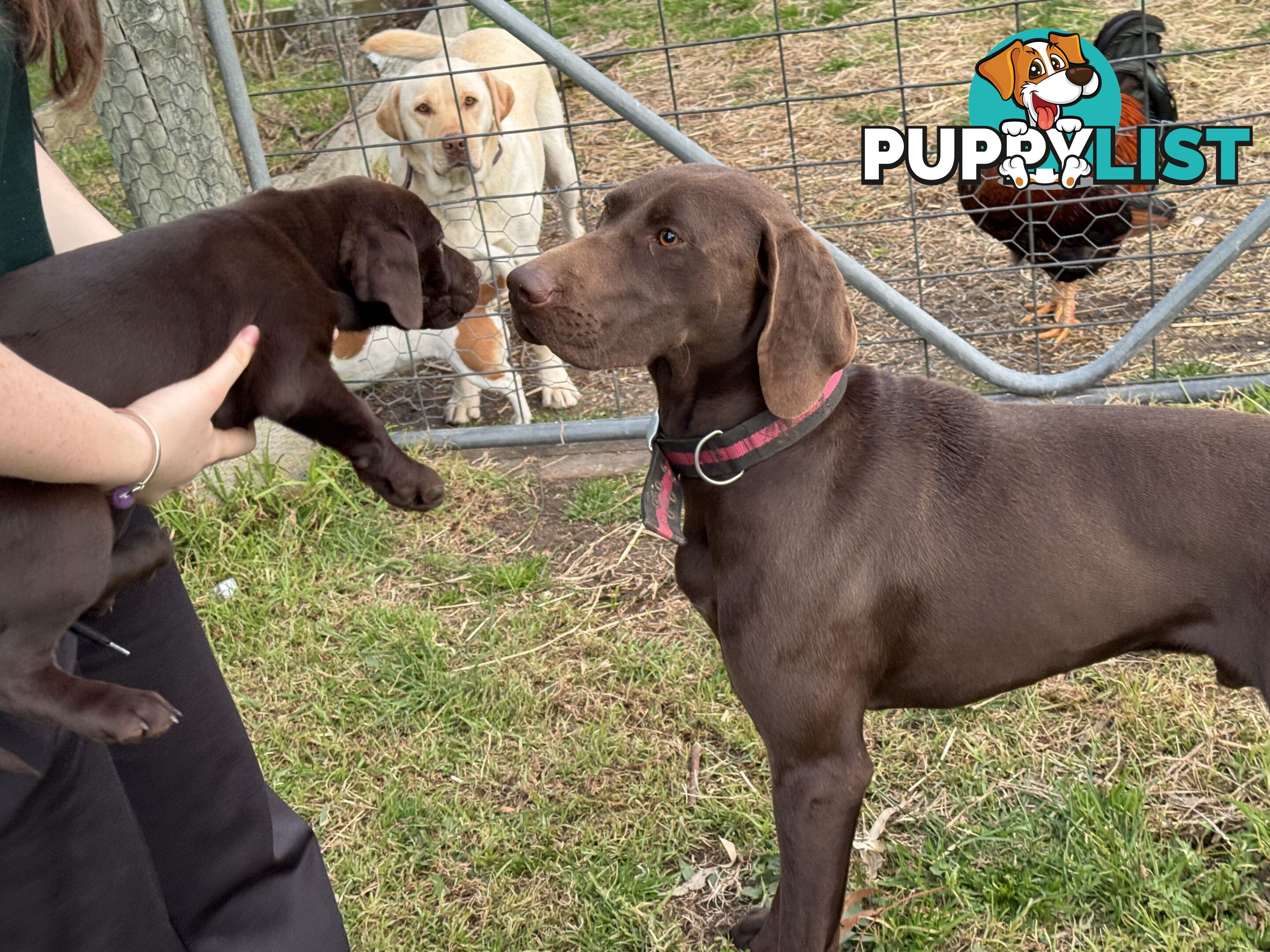 Puppies Beautiful Chocolate GSPxLab
