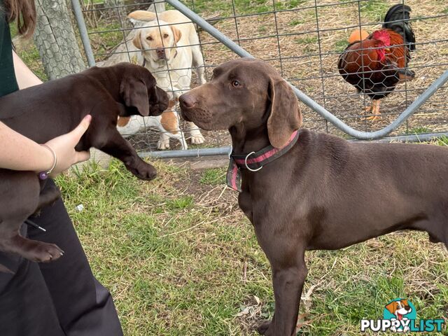 Puppies Beautiful Chocolate GSPxLab