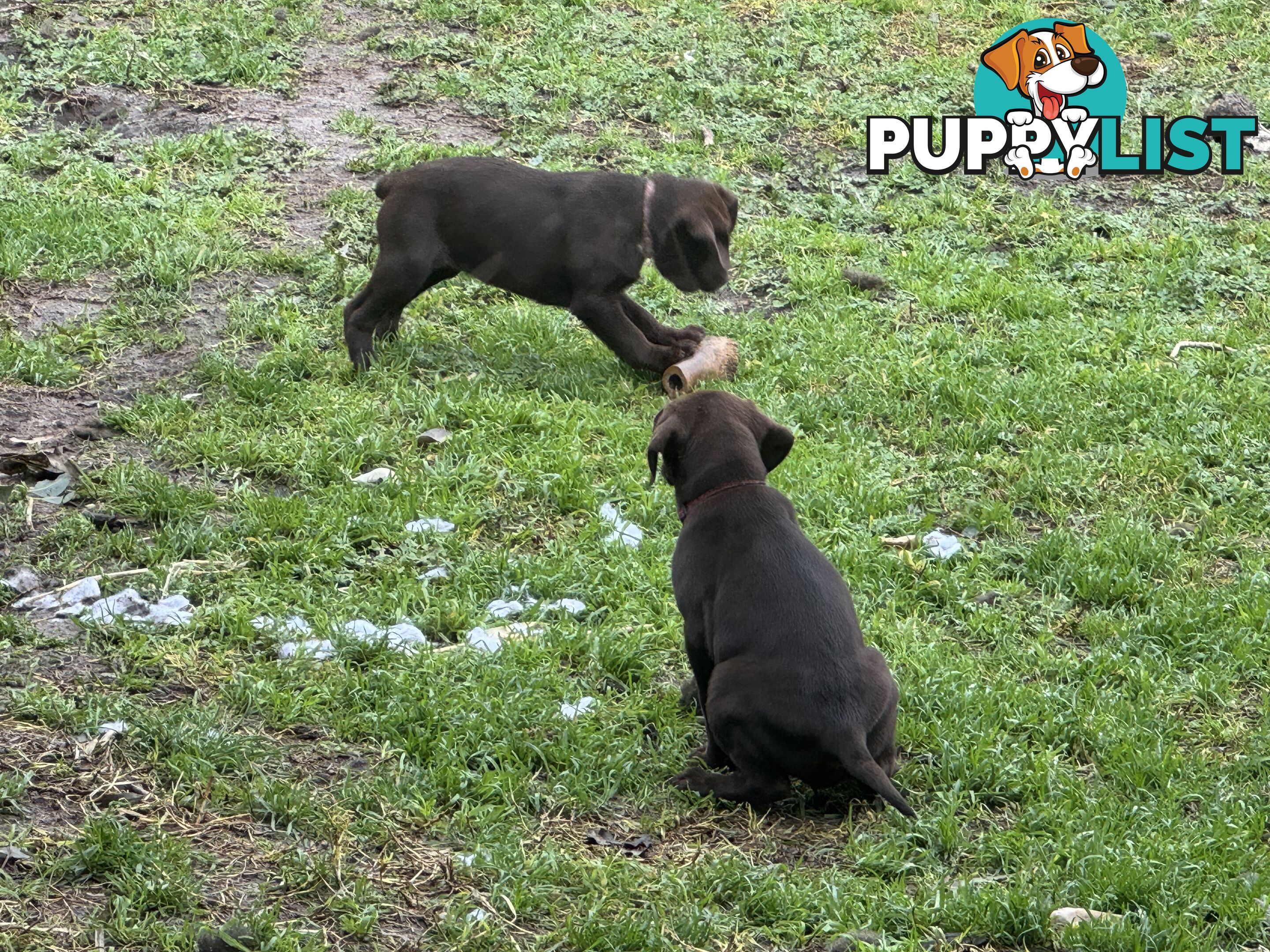Puppies Beautiful Chocolate GSPxLab
