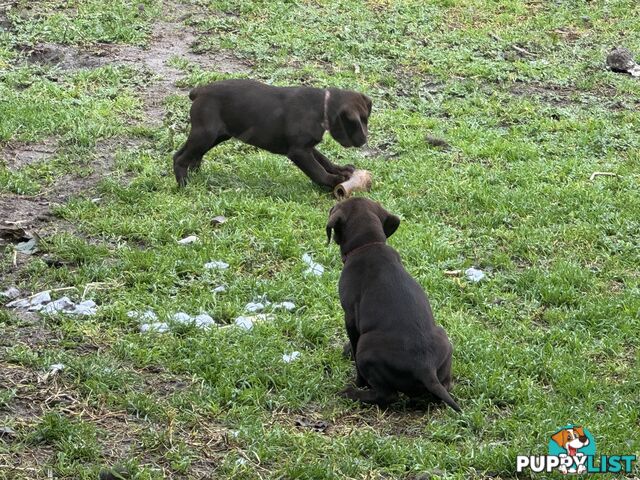 Puppies Beautiful Chocolate GSPxLab