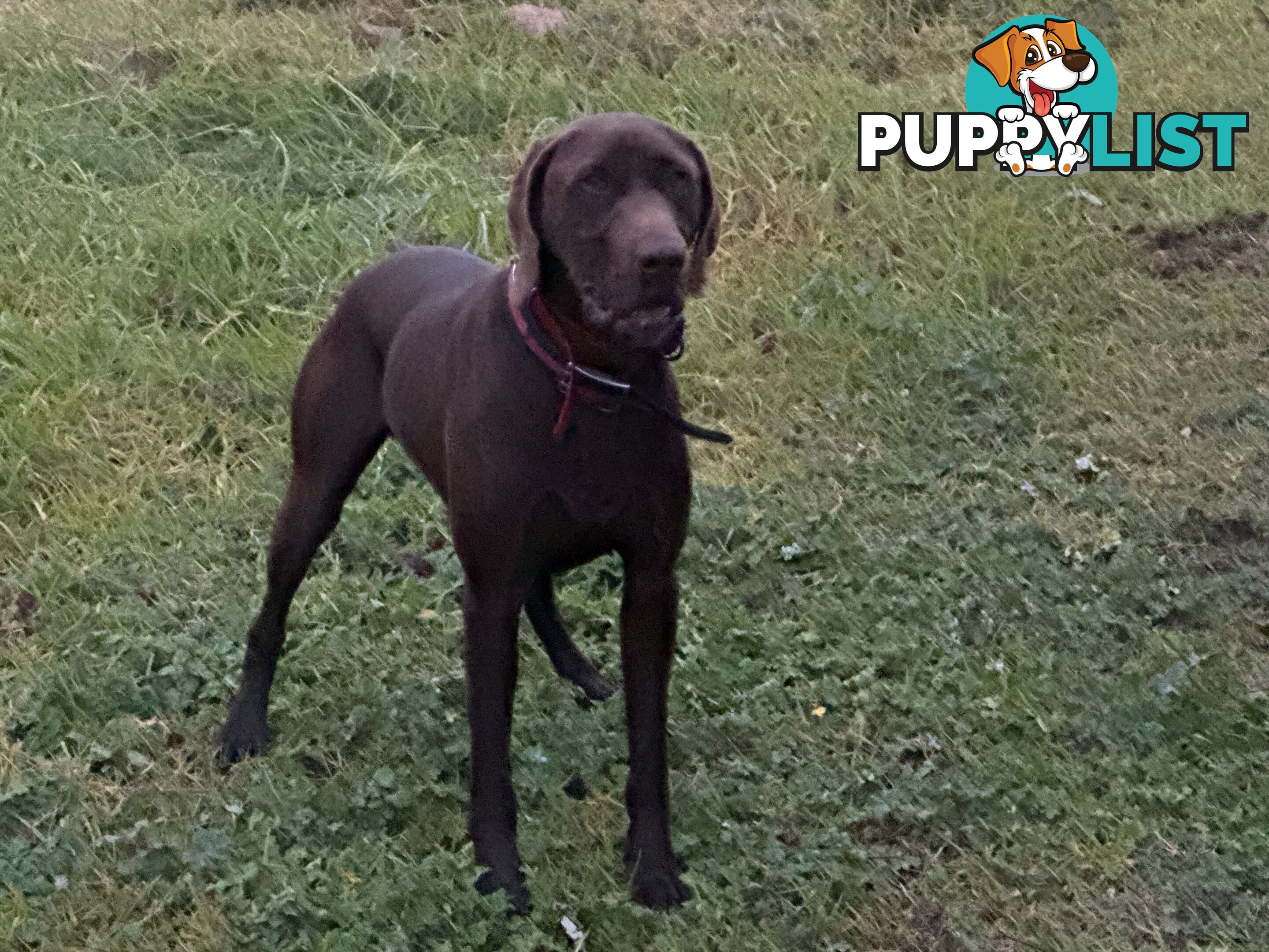 Puppies Beautiful Chocolate GSPxLab