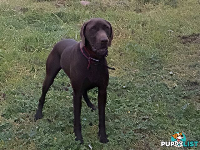 Puppies Beautiful Chocolate GSPxLab