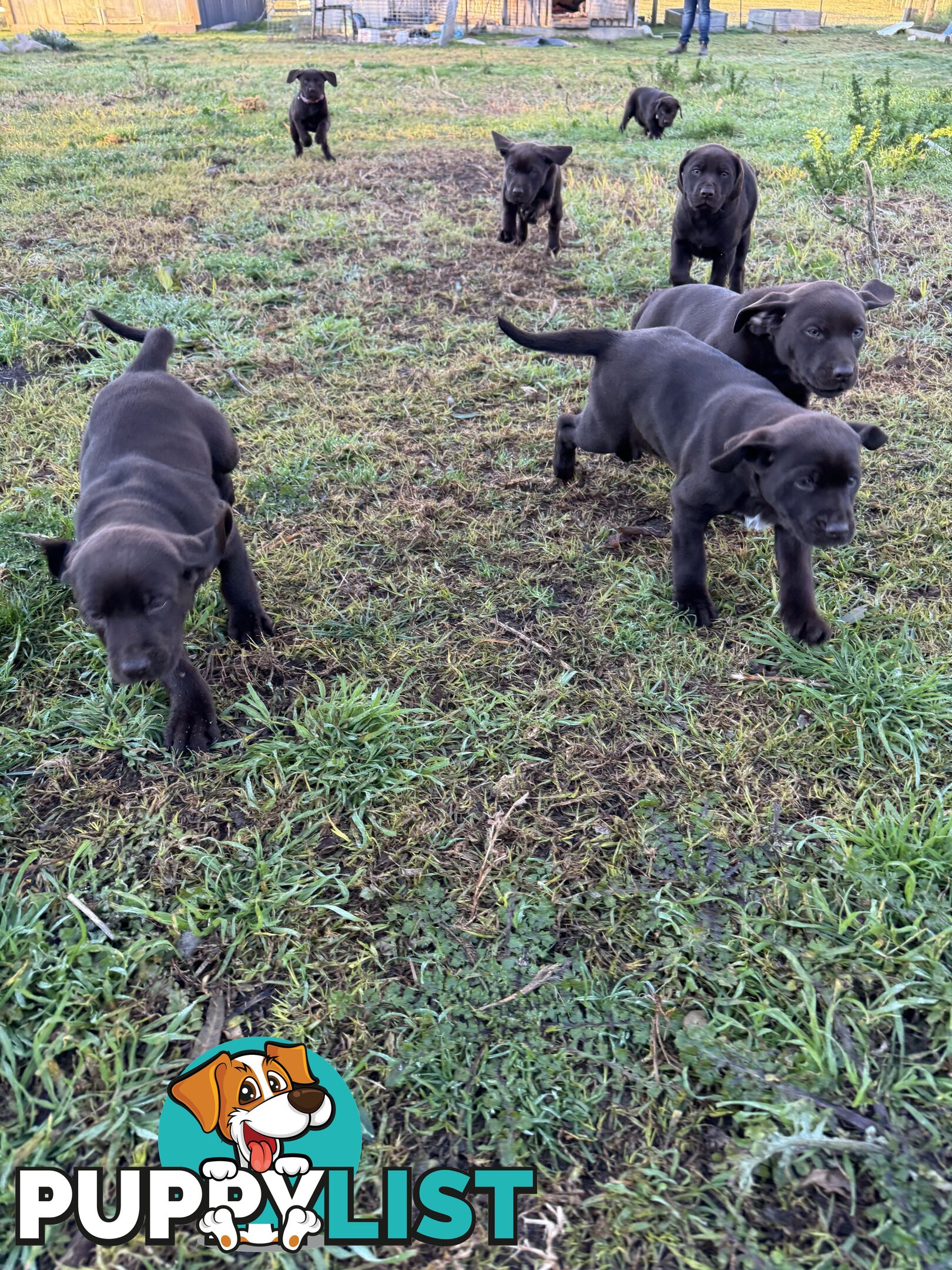 Puppies Beautiful Chocolate GSPxLab