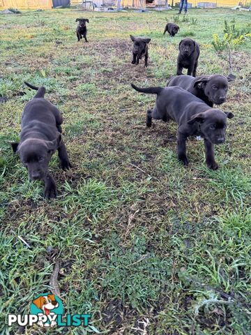 Puppies Beautiful Chocolate GSPxLab