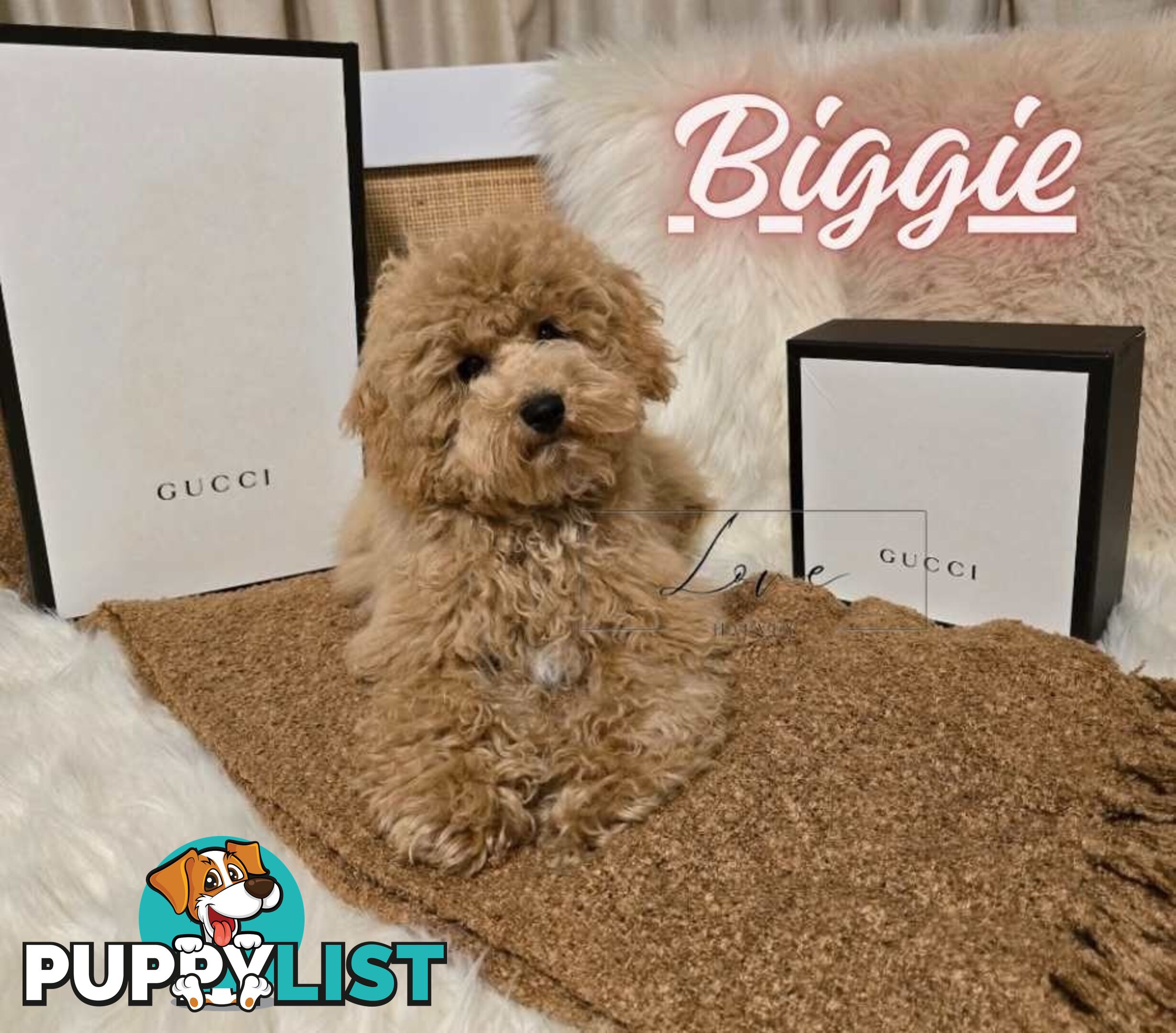 1st Gen Bichoodle Boys AVAILABLE NOW 8Months Old Toy Poodle x Bichon Frise DNA CLEARED BY PARENTAGE