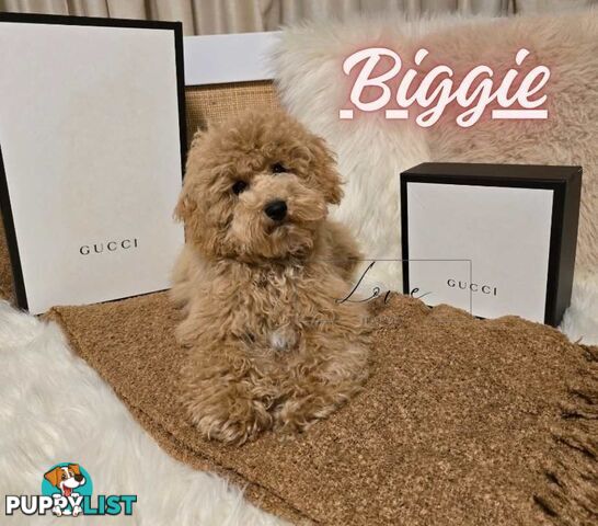 1st Gen Bichoodle Boys AVAILABLE NOW 8Months Old Toy Poodle x Bichon Frise DNA CLEARED BY PARENTAGE