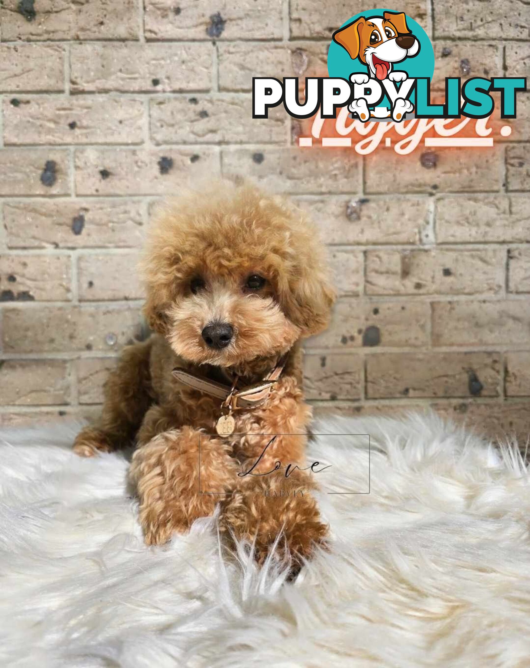 1st Gen Bichoodle Boys AVAILABLE NOW 8Months Old Toy Poodle x Bichon Frise DNA CLEARED BY PARENTAGE