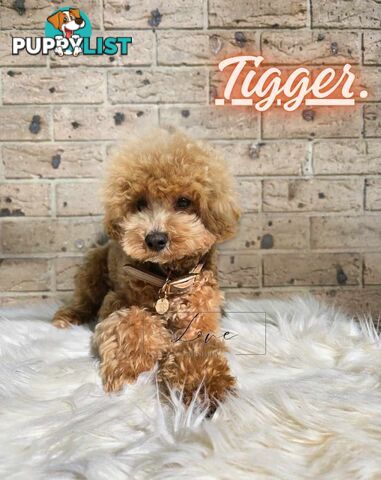 1st Gen Bichoodle Boys AVAILABLE NOW 8Months Old Toy Poodle x Bichon Frise DNA CLEARED BY PARENTAGE