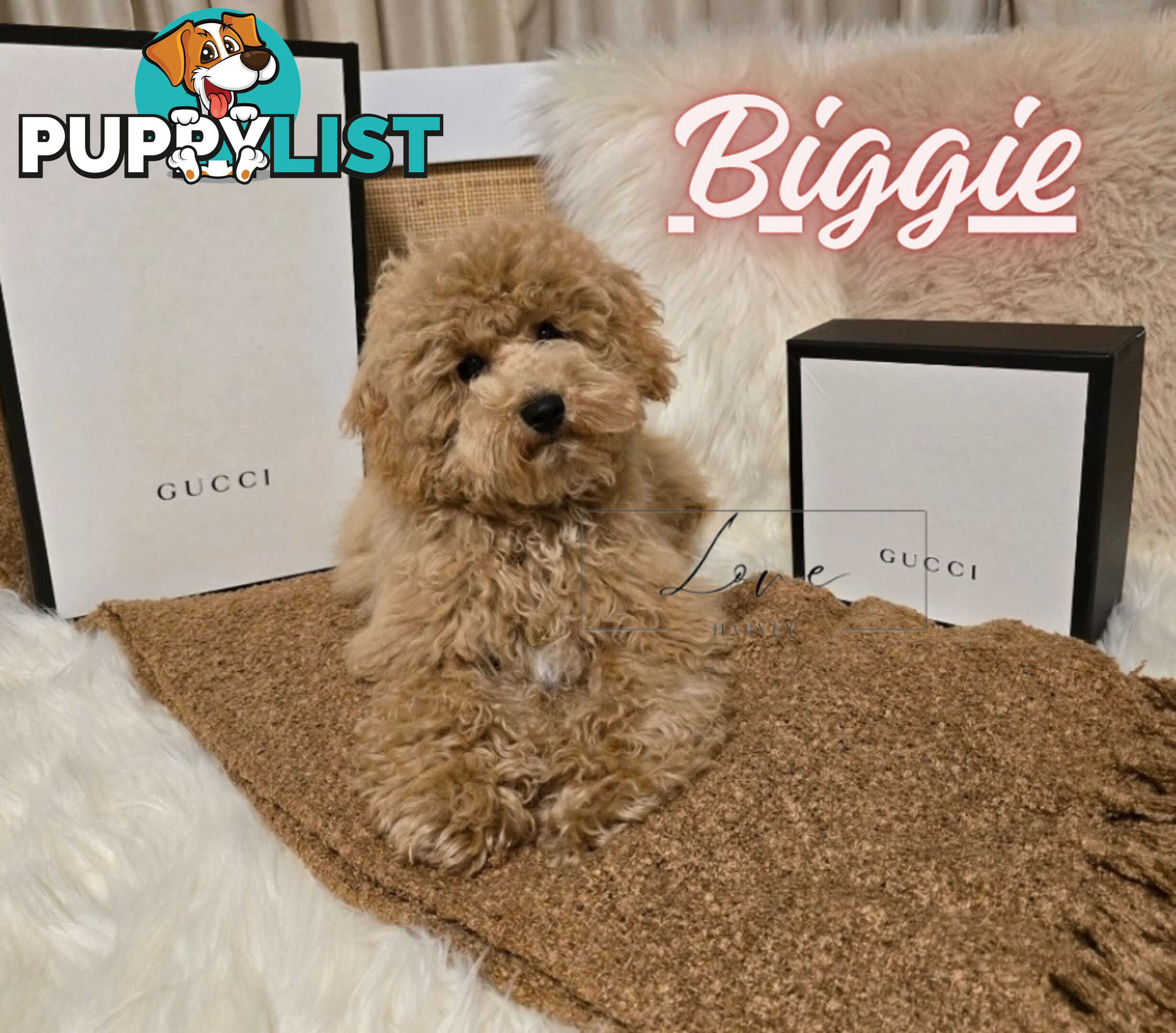 1st Gen Bichoodle Boys AVAILABLE NOW 8Months Old Toy Poodle x Bichon Frise DNA CLEARED BY PARENTAGE