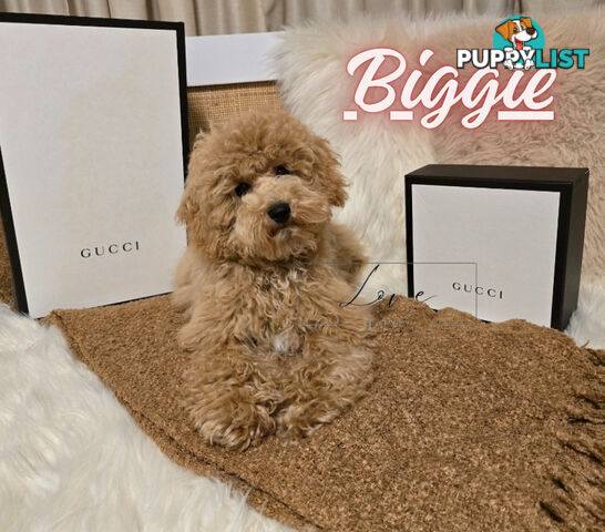 1st Gen Bichoodle Boys AVAILABLE NOW 8Months Old Toy Poodle x Bichon Frise DNA CLEARED BY PARENTAGE