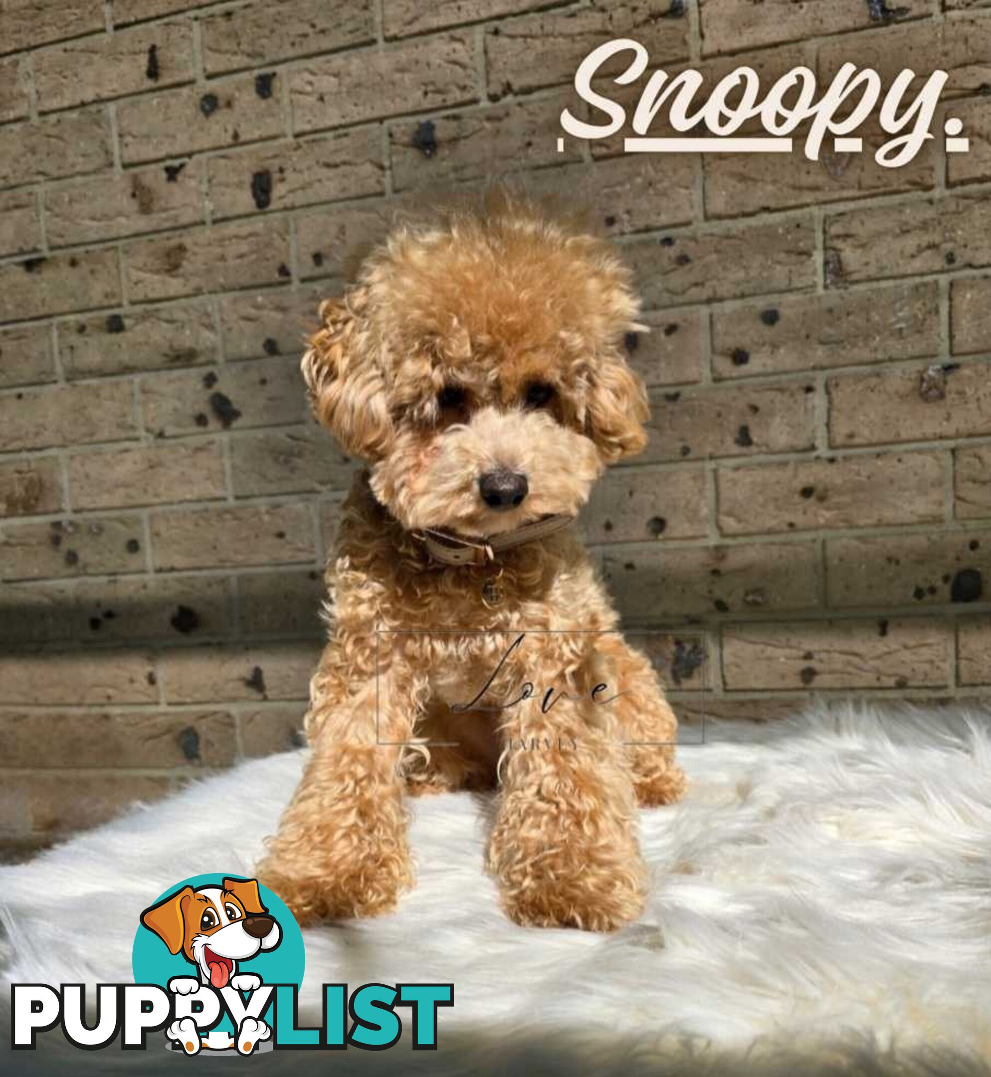 1st Gen Bichoodle Boys AVAILABLE NOW 8Months Old Toy Poodle x Bichon Frise DNA CLEARED BY PARENTAGE
