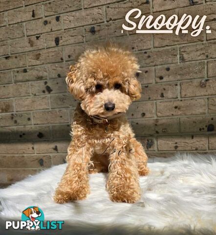 1st Gen Bichoodle Boys AVAILABLE NOW 8Months Old Toy Poodle x Bichon Frise DNA CLEARED BY PARENTAGE