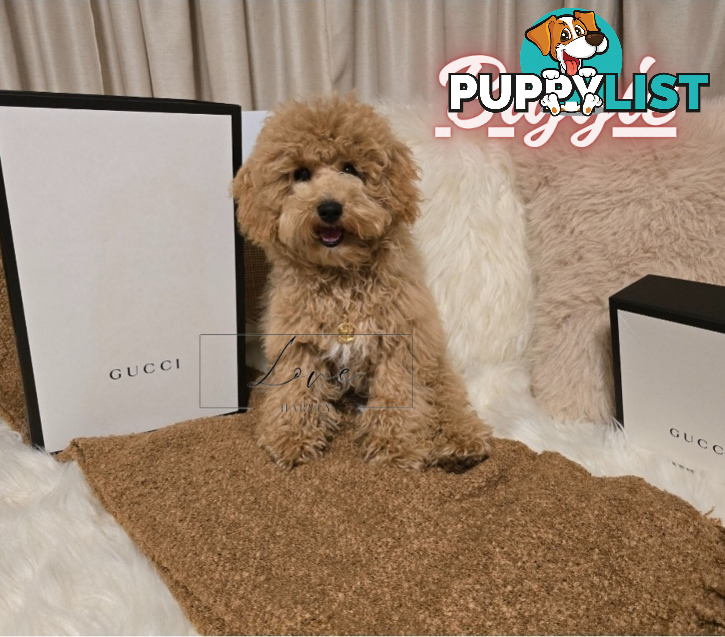 1st Gen Bichoodle Boys AVAILABLE NOW 8Months Old Toy Poodle x Bichon Frise DNA CLEARED BY PARENTAGE