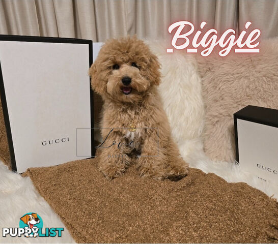 1st Gen Bichoodle Boys AVAILABLE NOW 8Months Old Toy Poodle x Bichon Frise DNA CLEARED BY PARENTAGE