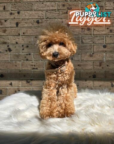 1st Gen Bichoodle Boys AVAILABLE NOW 8Months Old Toy Poodle x Bichon Frise DNA CLEARED BY PARENTAGE
