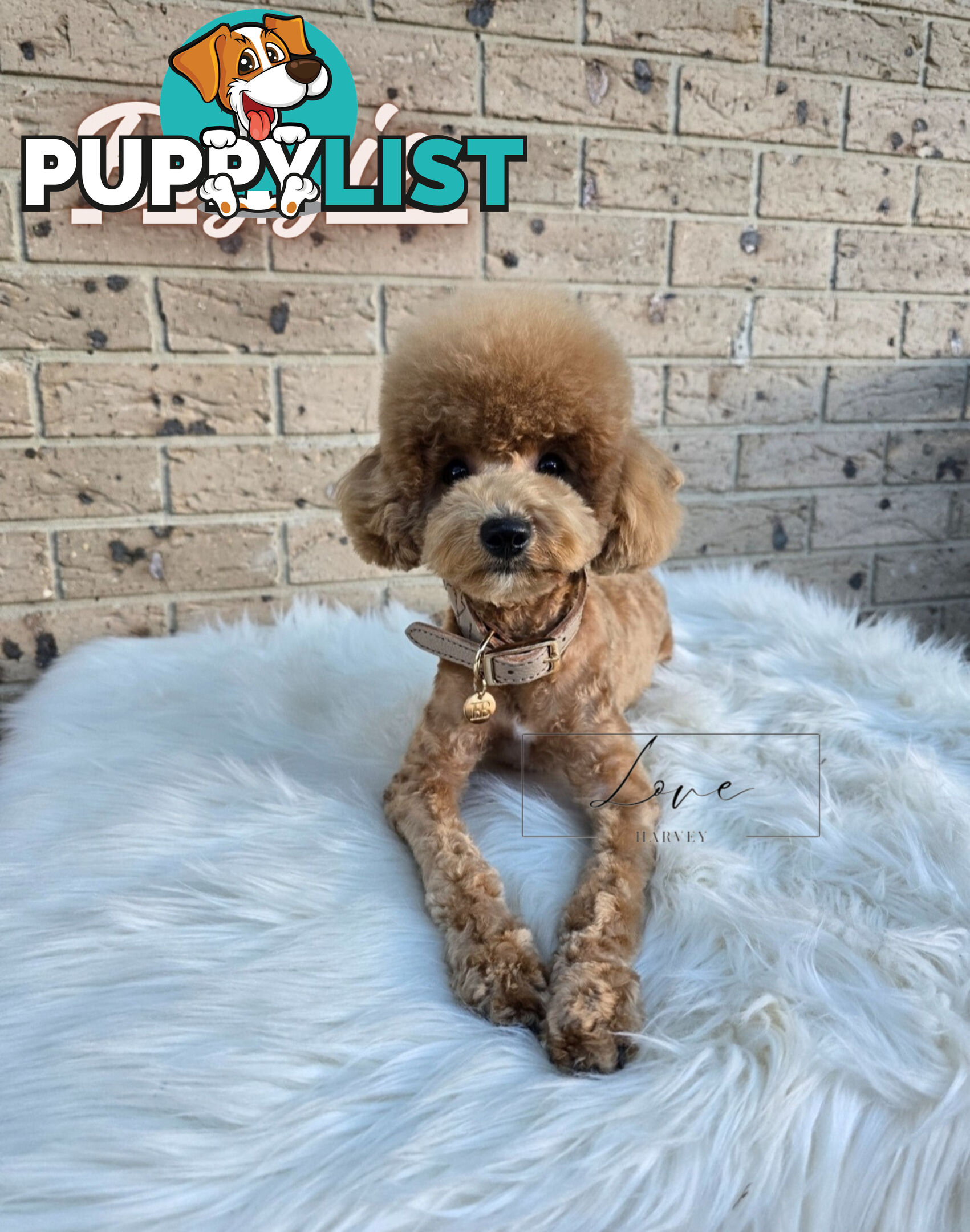 1st Gen Bichoodle Boys AVAILABLE NOW 8Months Old Toy Poodle x Bichon Frise DNA CLEARED BY PARENTAGE