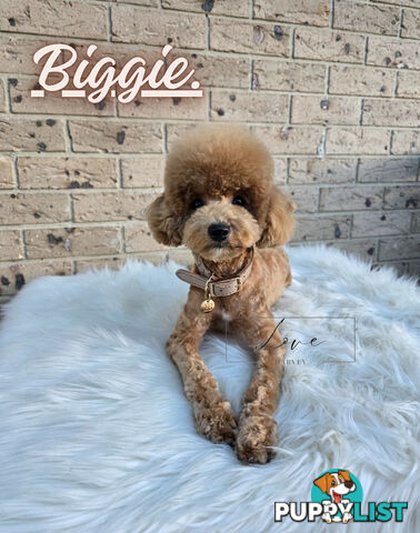 1st Gen Bichoodle Boys AVAILABLE NOW 8Months Old Toy Poodle x Bichon Frise DNA CLEARED BY PARENTAGE