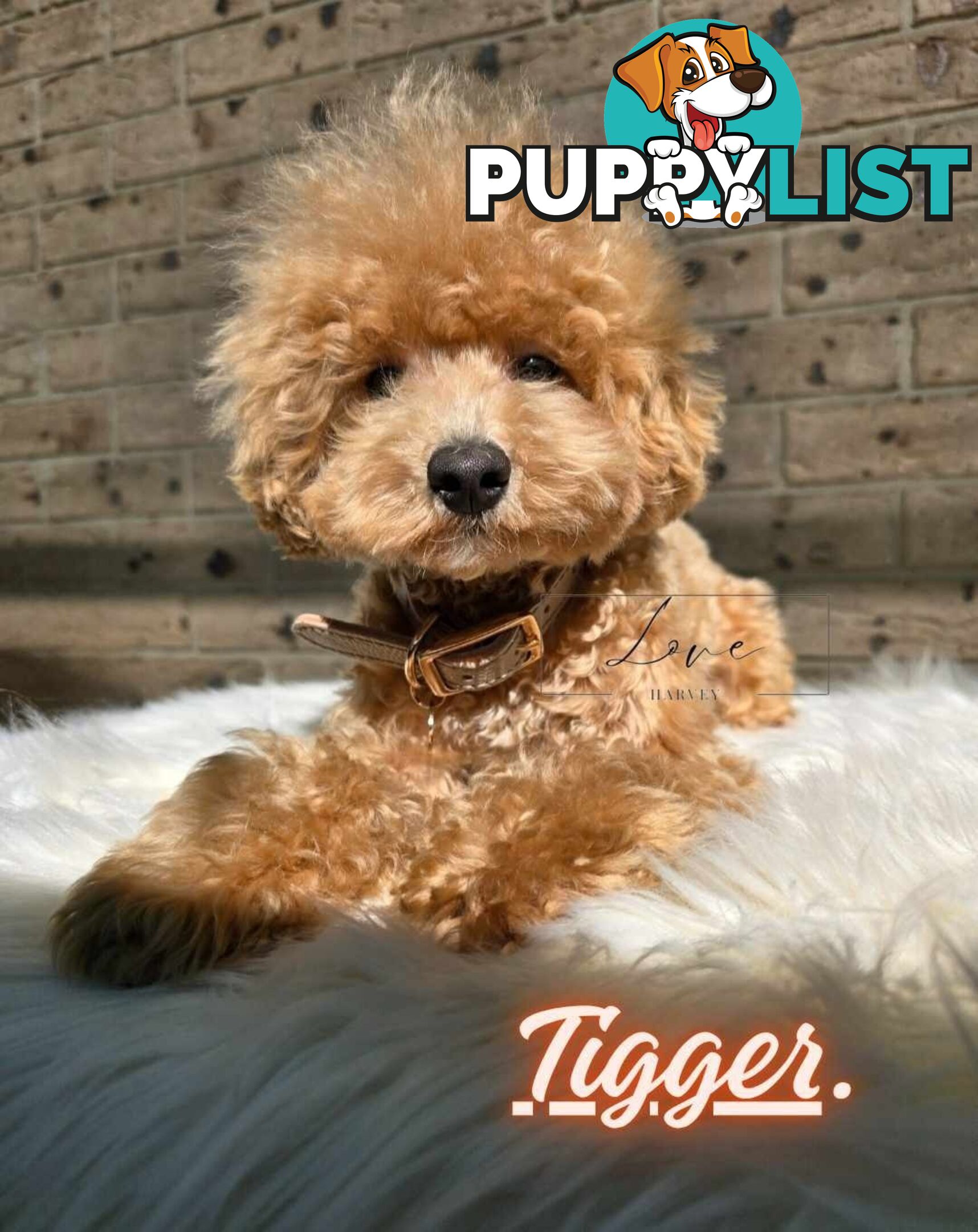1st Gen Bichoodle Boys AVAILABLE NOW 8Months Old Toy Poodle x Bichon Frise DNA CLEARED BY PARENTAGE