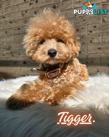 1st Gen Bichoodle Boys AVAILABLE NOW 8Months Old Toy Poodle x Bichon Frise DNA CLEARED BY PARENTAGE