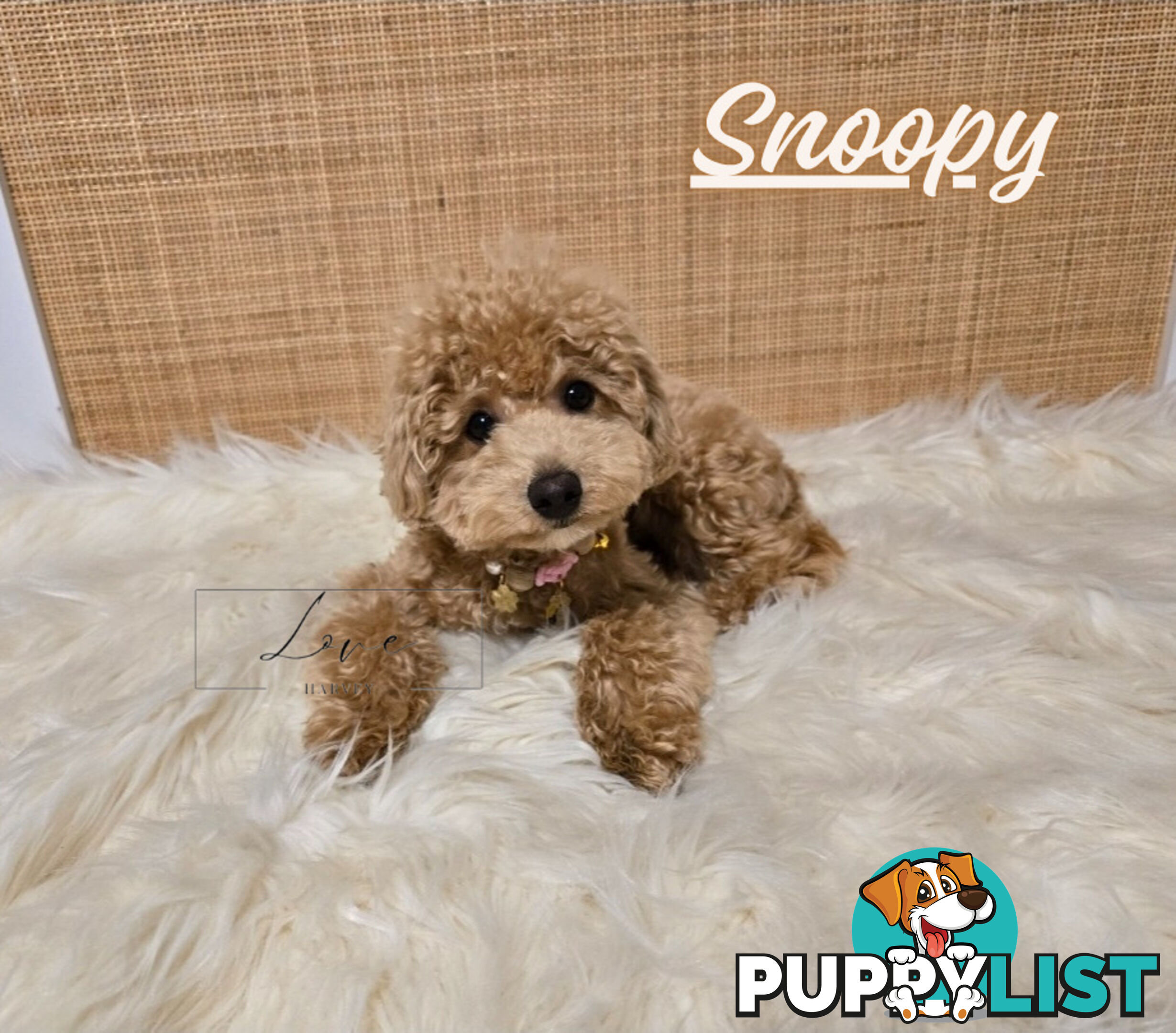 1st Gen Bichoodle Boys AVAILABLE NOW 8Months Old Toy Poodle x Bichon Frise DNA CLEARED BY PARENTAGE