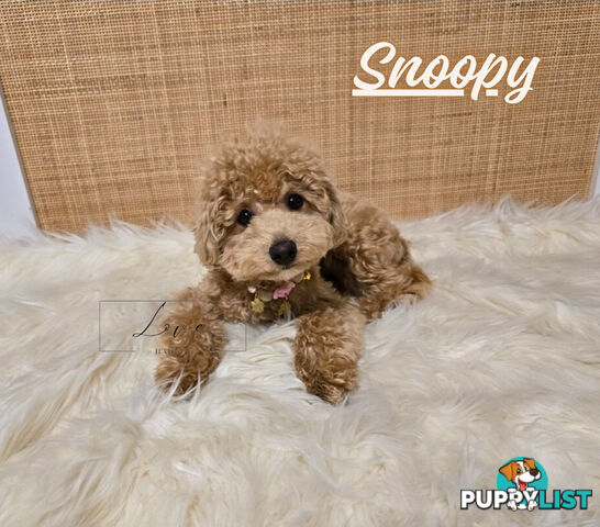 1st Gen Bichoodle Boys AVAILABLE NOW 8Months Old Toy Poodle x Bichon Frise DNA CLEARED BY PARENTAGE