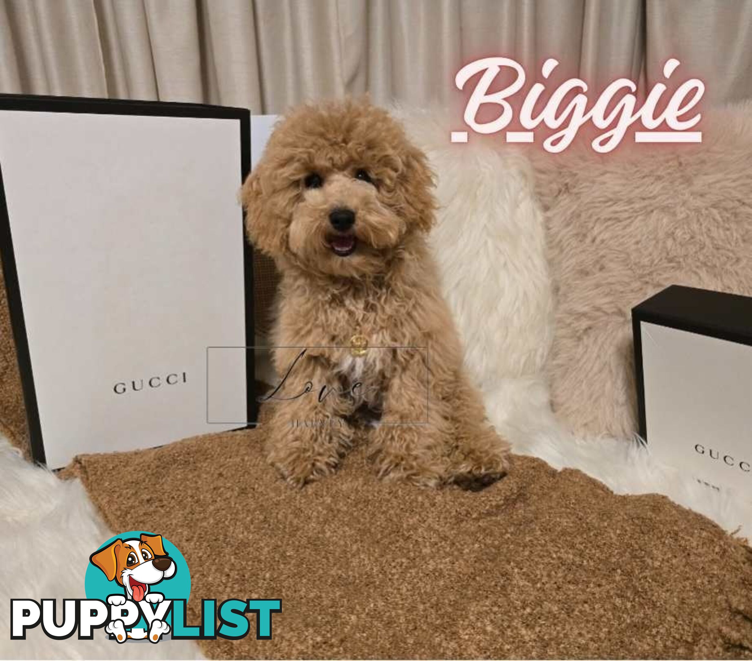 1st Gen Bichoodle Boys AVAILABLE NOW 8Months Old Toy Poodle x Bichon Frise DNA CLEARED BY PARENTAGE