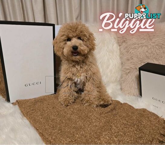 1st Gen Bichoodle Boys AVAILABLE NOW 8Months Old Toy Poodle x Bichon Frise DNA CLEARED BY PARENTAGE