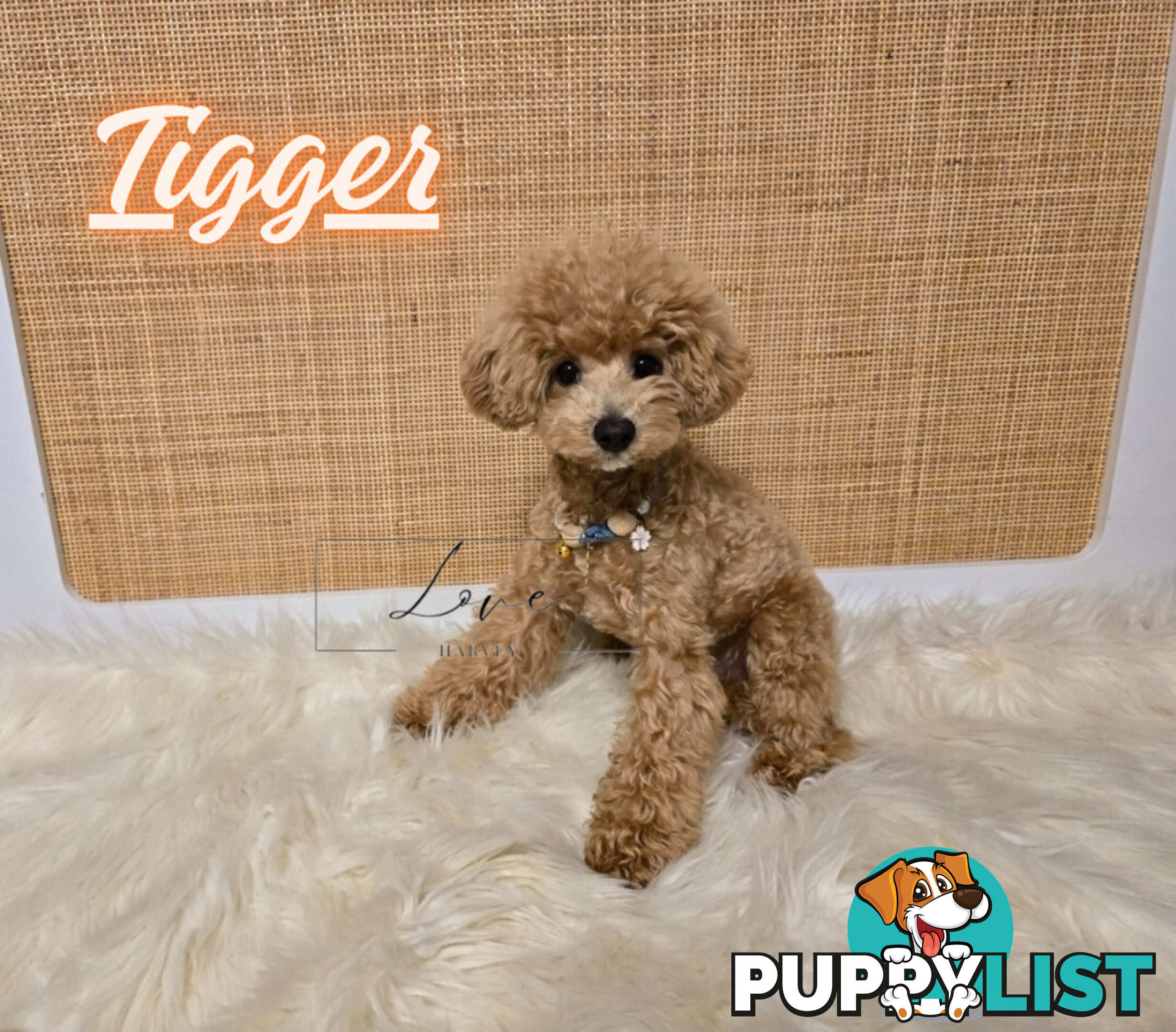 1st Gen Bichoodle Boys AVAILABLE NOW 8Months Old Toy Poodle x Bichon Frise DNA CLEARED BY PARENTAGE
