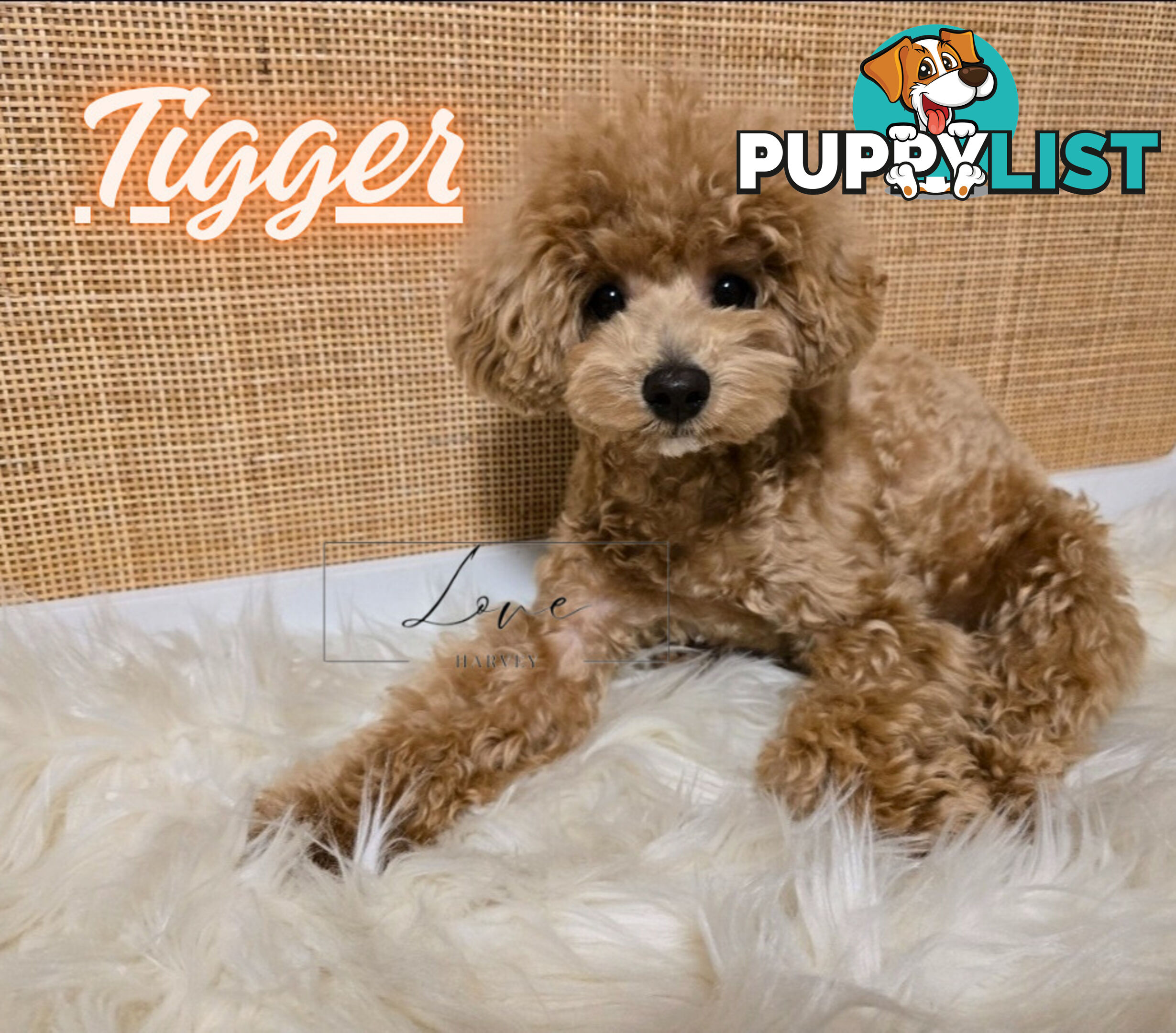 1st Gen Bichoodle Boys AVAILABLE NOW 8Months Old Toy Poodle x Bichon Frise DNA CLEARED BY PARENTAGE