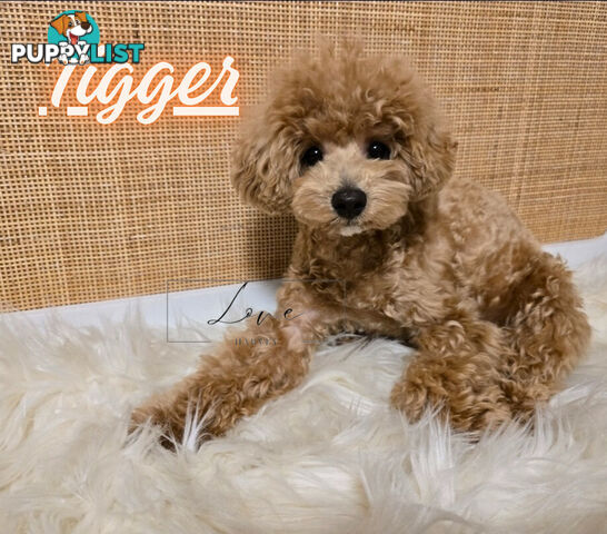 1st Gen Bichoodle Boys AVAILABLE NOW 8Months Old Toy Poodle x Bichon Frise DNA CLEARED BY PARENTAGE