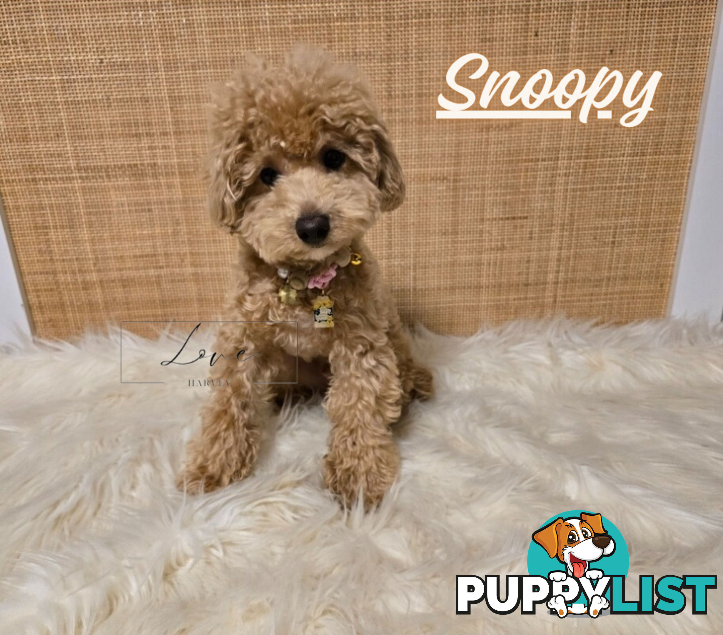 1st Gen Bichoodle Boys AVAILABLE NOW 8Months Old Toy Poodle x Bichon Frise DNA CLEARED BY PARENTAGE