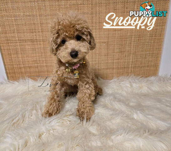 1st Gen Bichoodle Boys AVAILABLE NOW 8Months Old Toy Poodle x Bichon Frise DNA CLEARED BY PARENTAGE