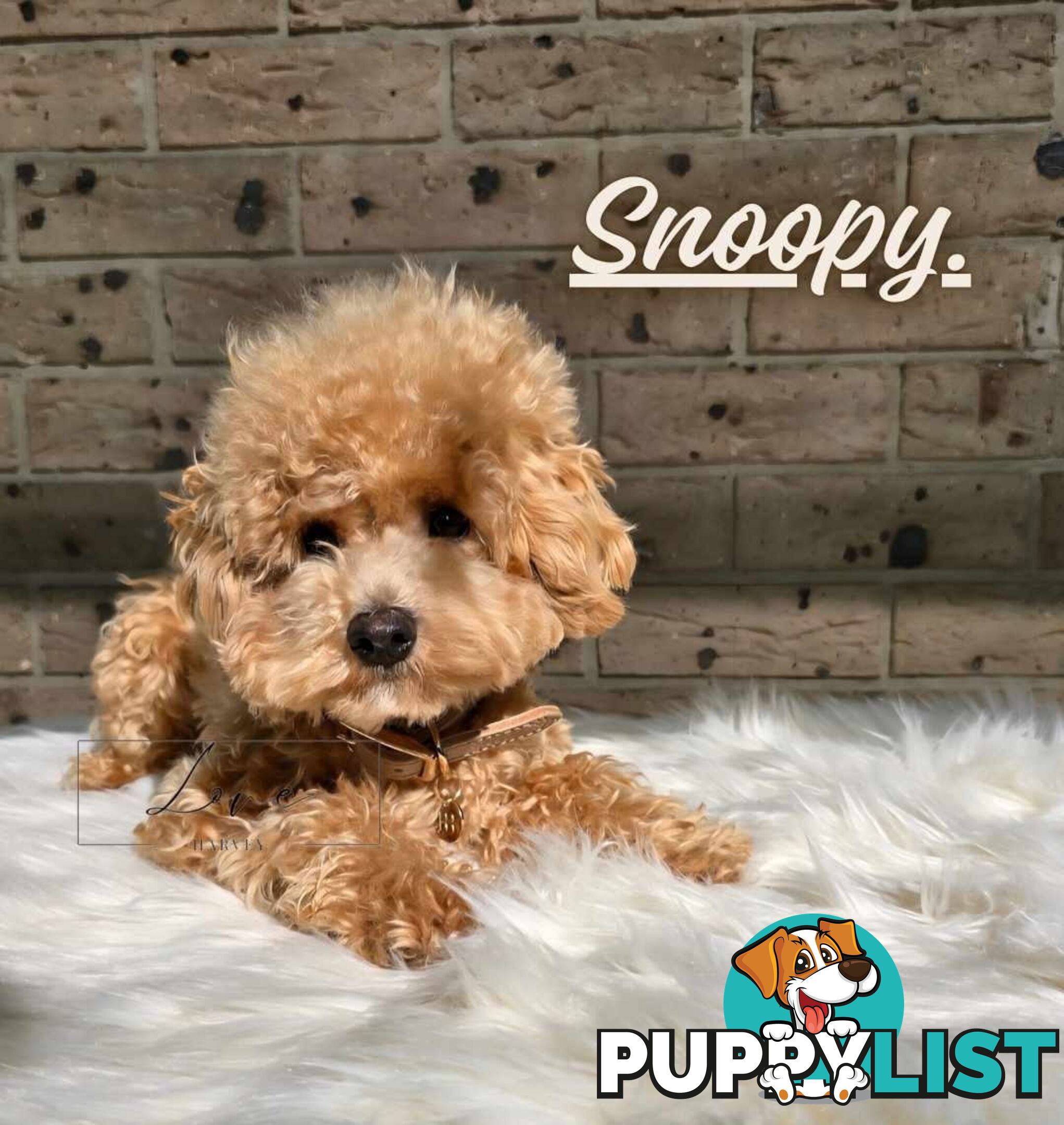 1st Gen Bichoodle Boys AVAILABLE NOW 8Months Old Toy Poodle x Bichon Frise DNA CLEARED BY PARENTAGE