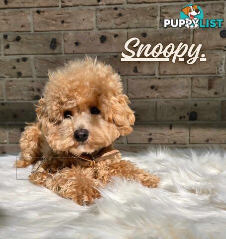 1st Gen Bichoodle Boys AVAILABLE NOW 8Months Old Toy Poodle x Bichon Frise DNA CLEARED BY PARENTAGE