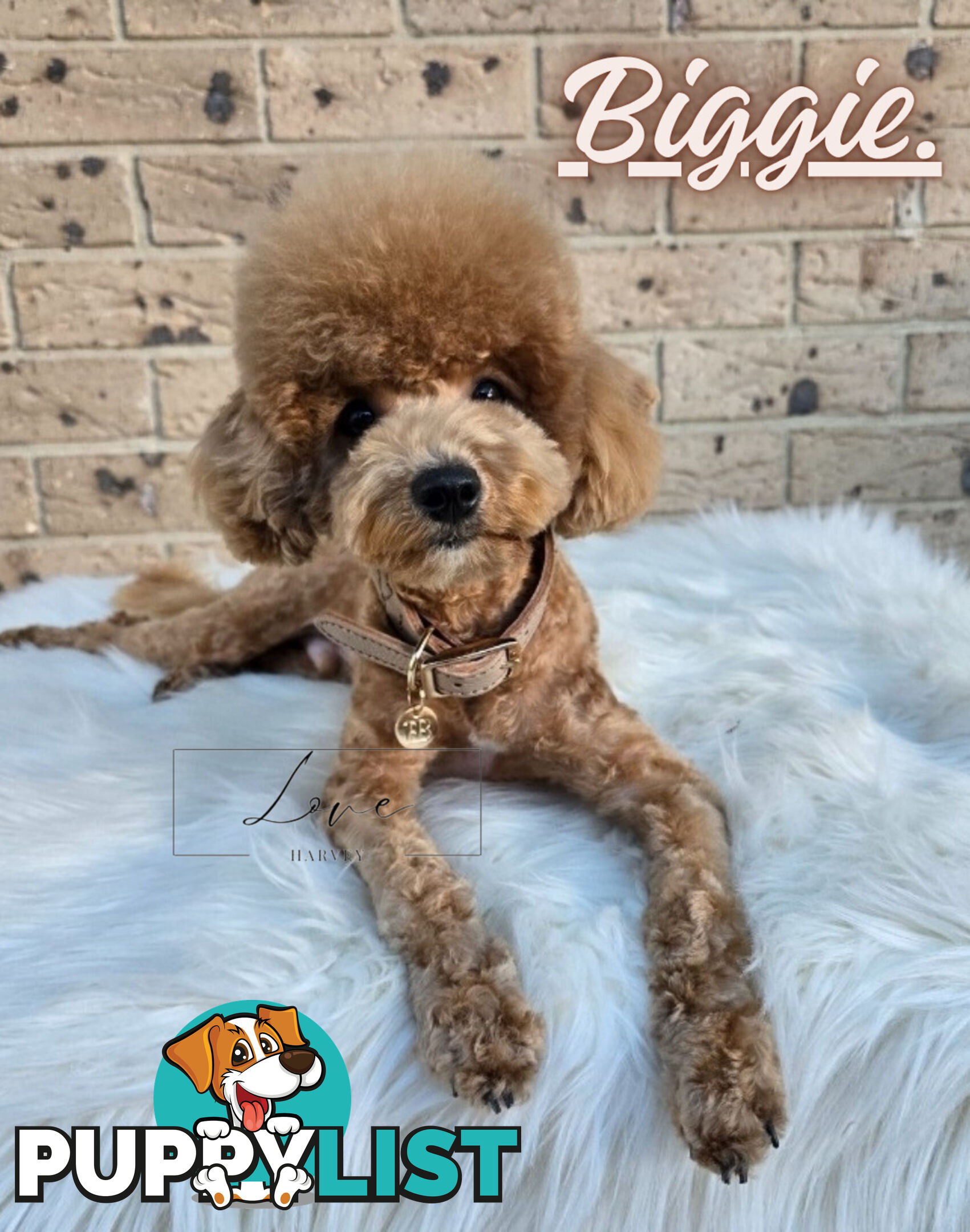 1st Gen Bichoodle Boys AVAILABLE NOW 8Months Old Toy Poodle x Bichon Frise DNA CLEARED BY PARENTAGE