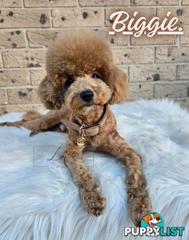 1st Gen Bichoodle Boys AVAILABLE NOW 8Months Old Toy Poodle x Bichon Frise DNA CLEARED BY PARENTAGE