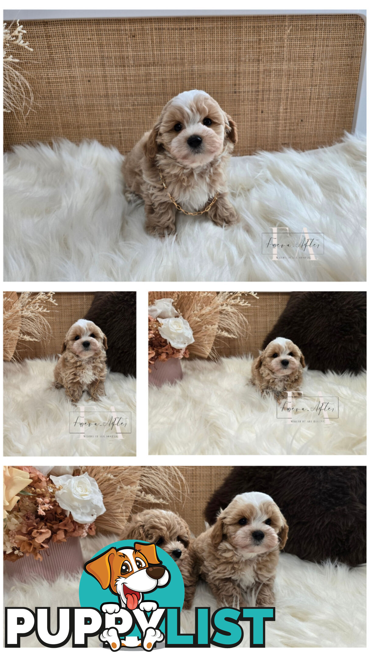 Teeny TINY LITTLE  DNA CLEARED chipoo chihuahua toy poodle