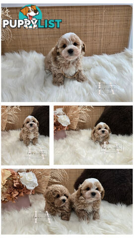 Teeny TINY LITTLE  DNA CLEARED chipoo chihuahua toy poodle