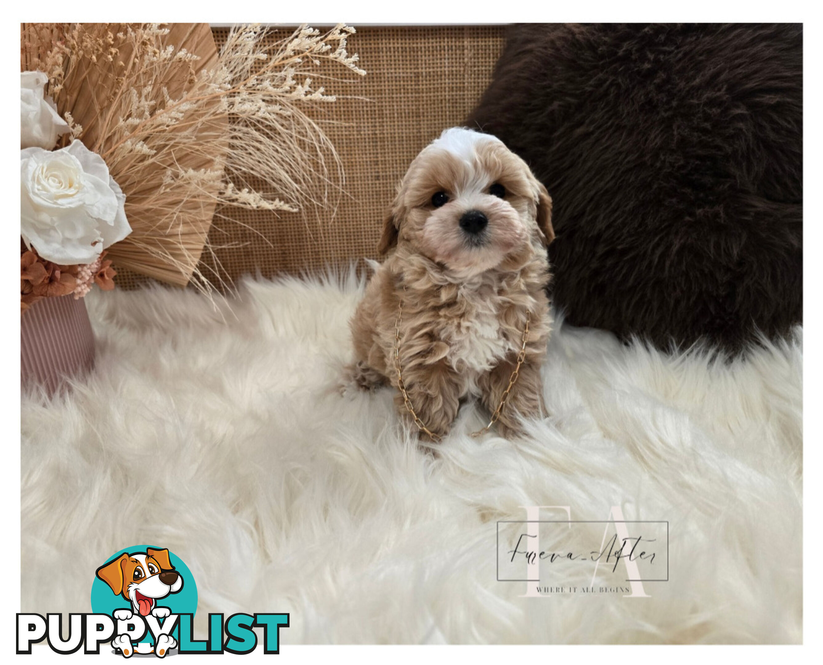 Teeny TINY LITTLE  DNA CLEARED chipoo chihuahua toy poodle