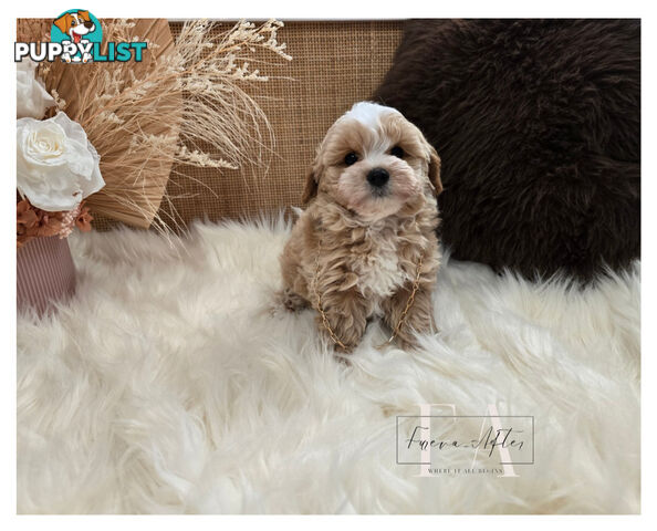 Teeny TINY LITTLE  DNA CLEARED chipoo chihuahua toy poodle