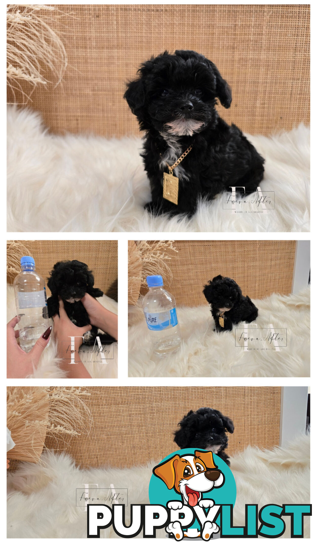 Teeny TINY LITTLE  DNA CLEARED chipoo chihuahua toy poodle