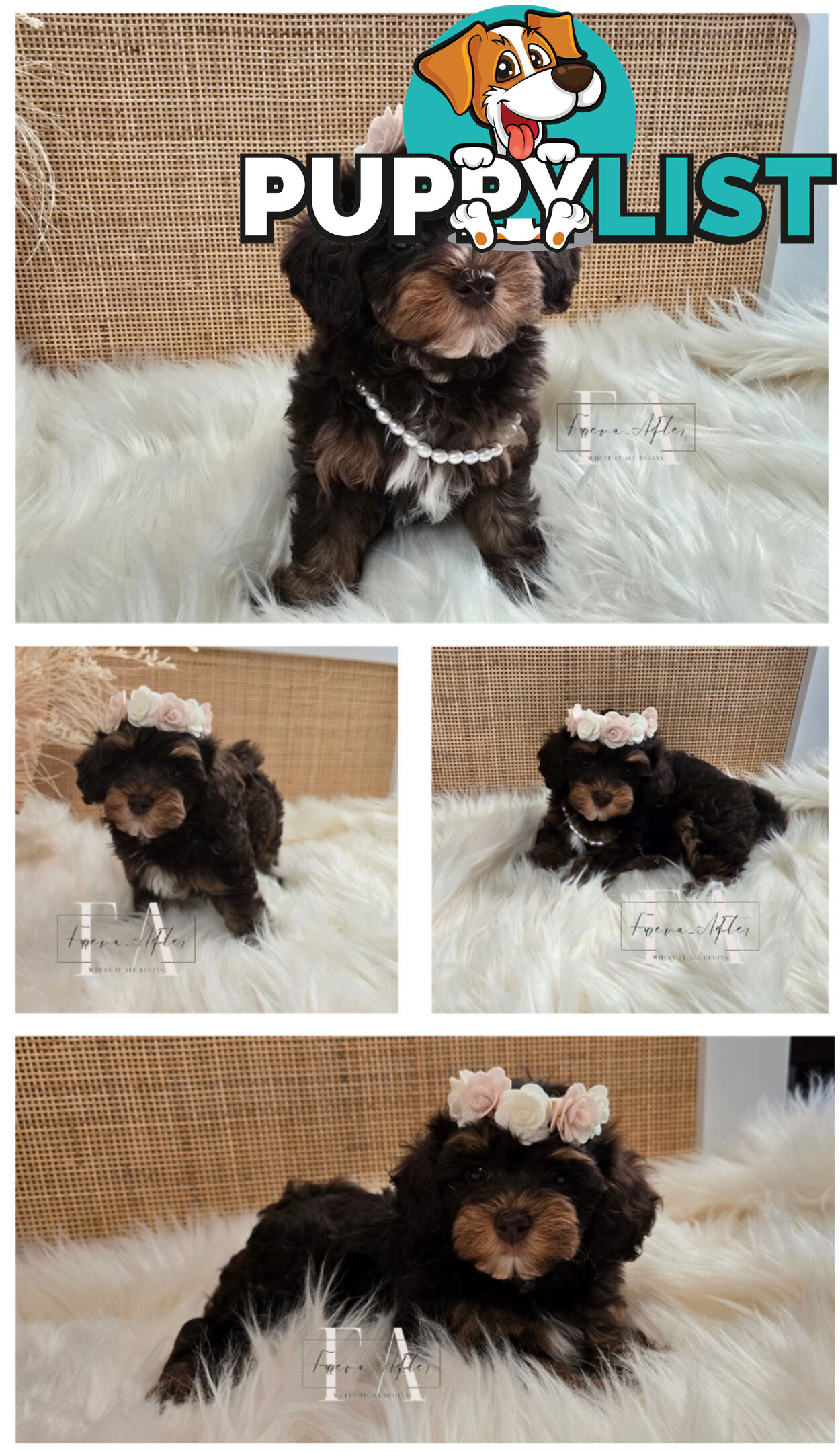 Teeny TINY LITTLE  DNA CLEARED chipoo chihuahua toy poodle